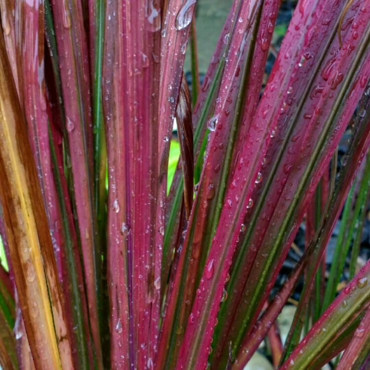 Plant image Imperata cylindrica 'Red Baron'