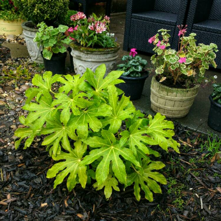 Plant image Fatsia japonica  syn. Aralia japonica
