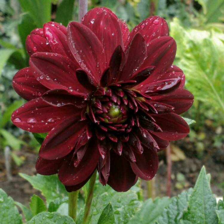 Plant image Dahlia 'Arabian Night'