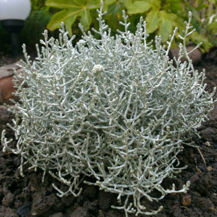 plant image 879052