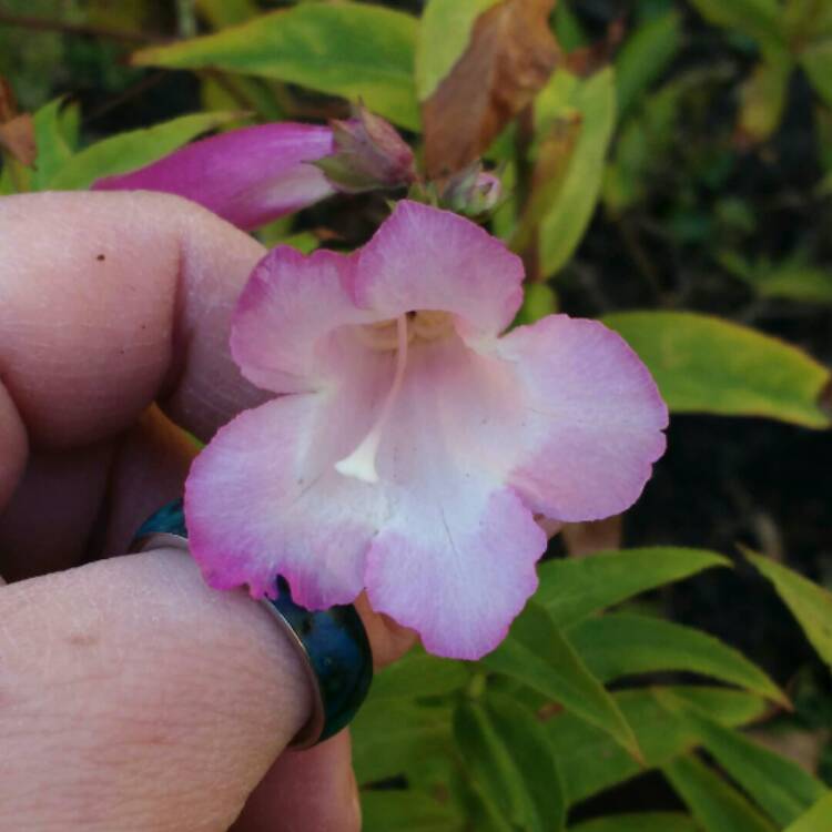 Plant image Penstemon 'Pensham Laura'