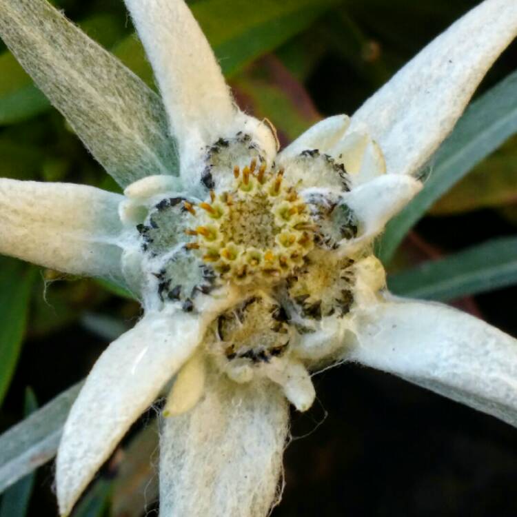 Plant image Leontopodium alpinum 'Everest'