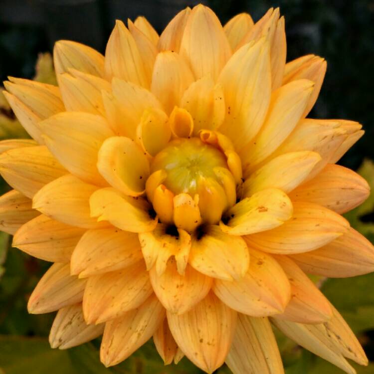 Plant image Dahlia 'Noordwijks Glorie'