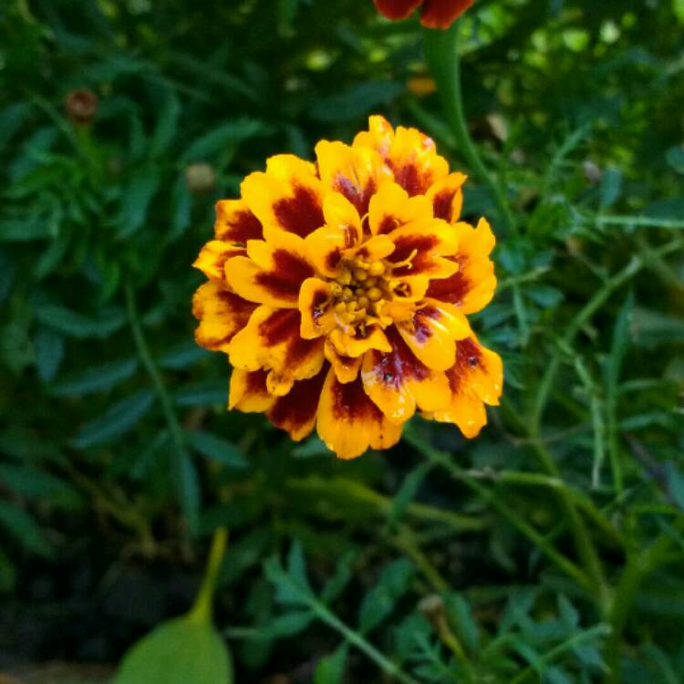 Plant image Tagetes Patula 'Nana Bolero'