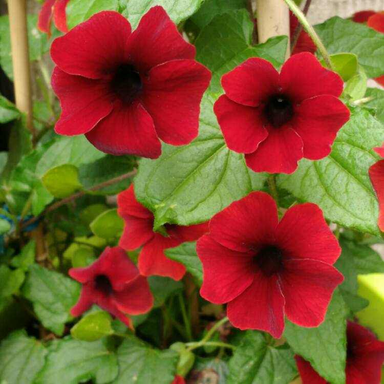 Plant image Thunbergia alata