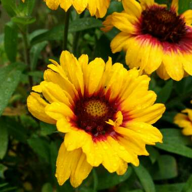 Gaillardia x grandiflora 'Arizona Sun' syn. Gaillardia 'Arizona Sun'