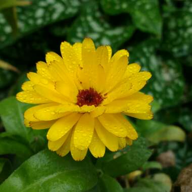 Calendula officinalis 'Chrysantha'