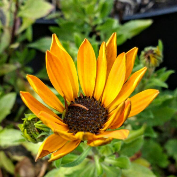 Plant image Osteospermum