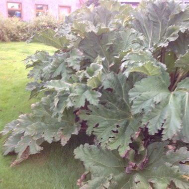 Christine's garden
