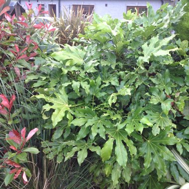 Japanese Aralia