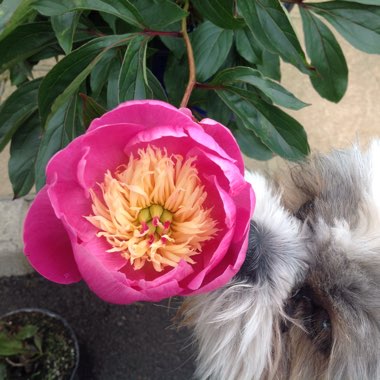 Peony 'Bowl of Beauty' (Herbaceous)