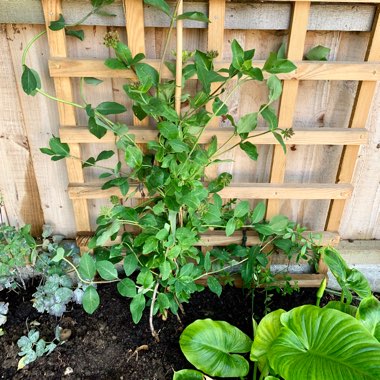 Lonicera periclymenum 'Graham Thomas'