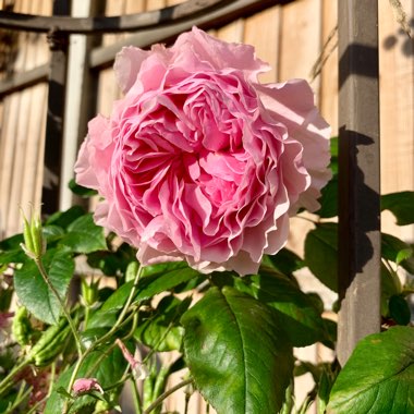 Rosa
