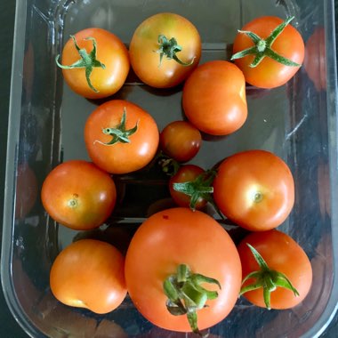 Solanum lycopersicum 'Alicante'