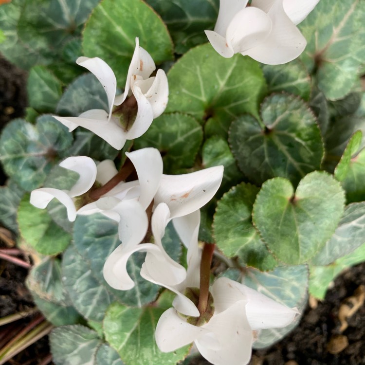 Plant image Cyclamen cyprium