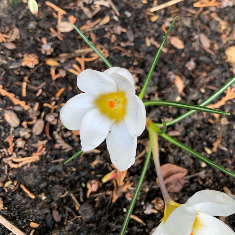 Plant image Crocus speciosus 'Albus'