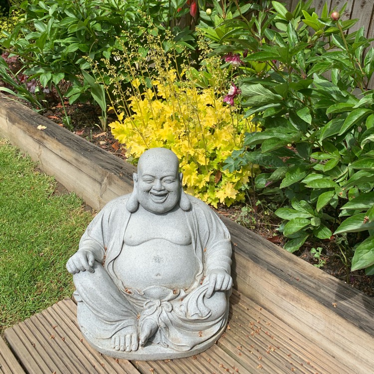plant image 1300947
