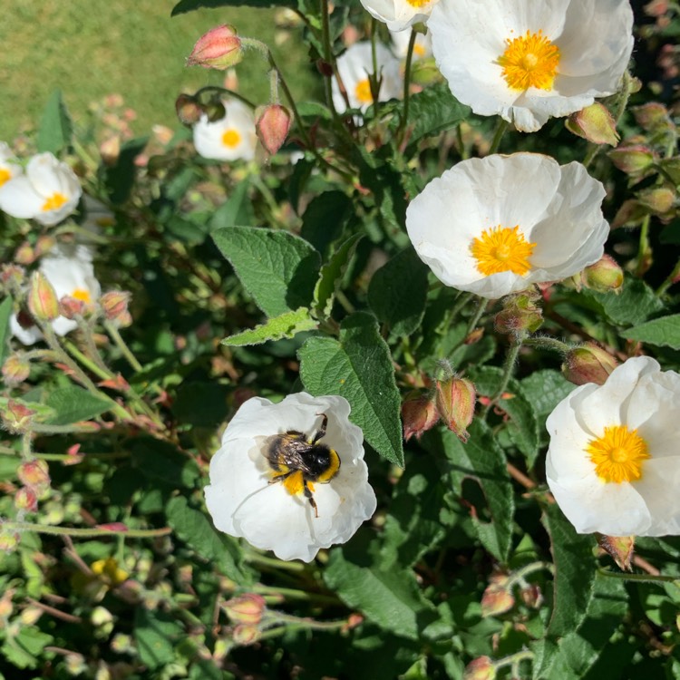 plant image 1306739