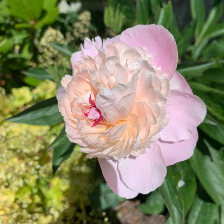 plant image 1313334