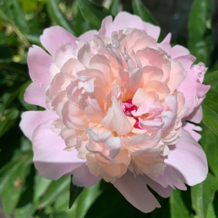 plant image 1313335