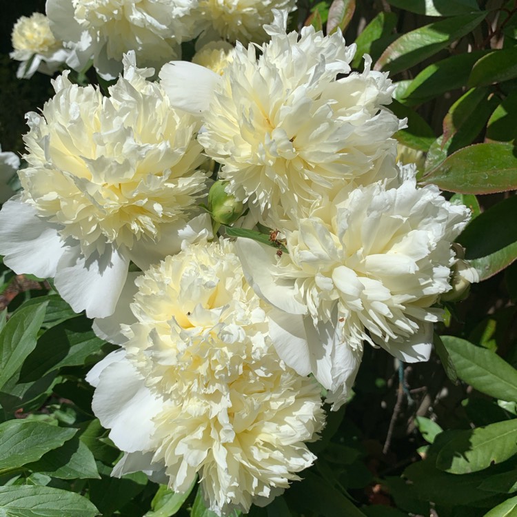 plant image 1313339 plant image 1313339