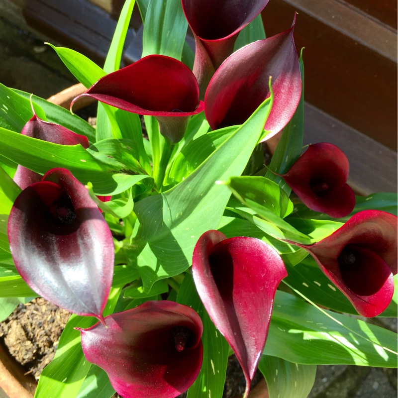 Zantedeschia 'Black Star', Calla Lily 'Black Star' - uploaded by @daisy65