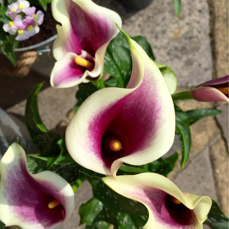 Plant image Zantedeschia elliottiana 'Picasso'