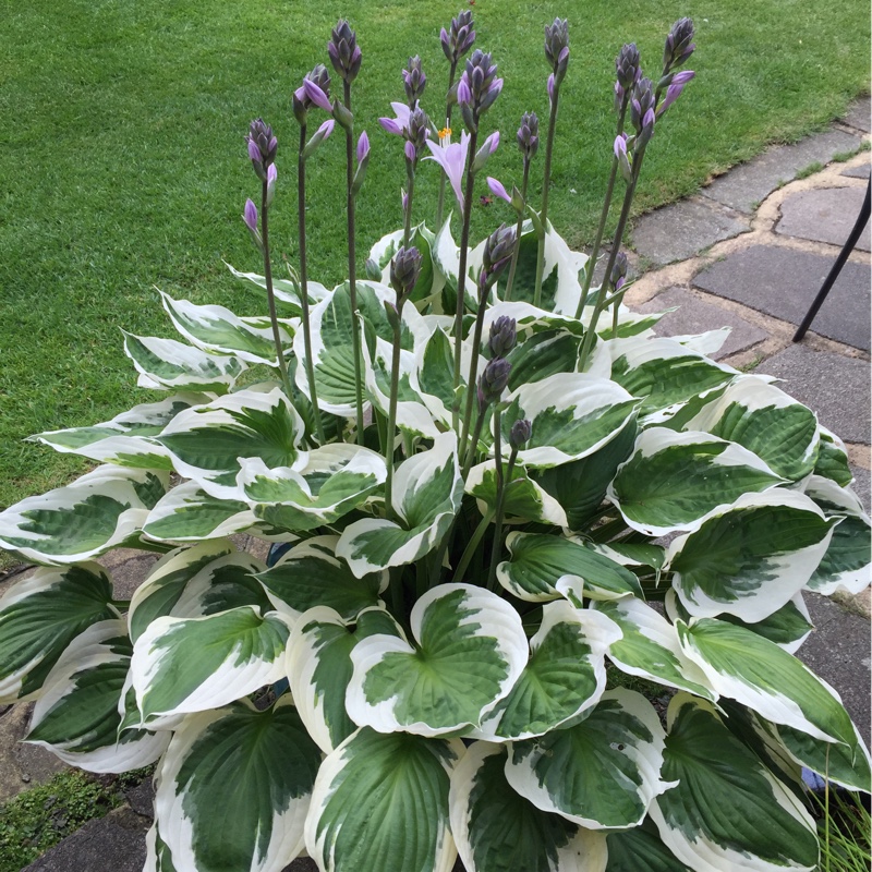Hosta 'Francee'