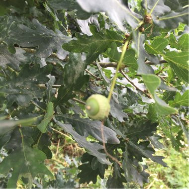 Quercus robur syn. Quercus pedunculata