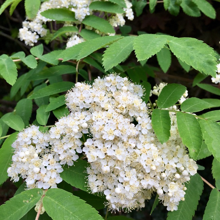 plant image 373032