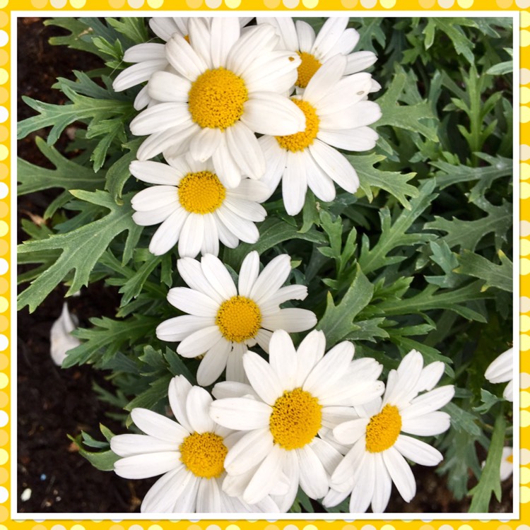plant image 388161