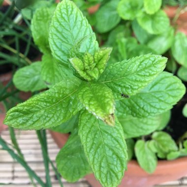 Mentha