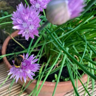 Allium schoenoprasum