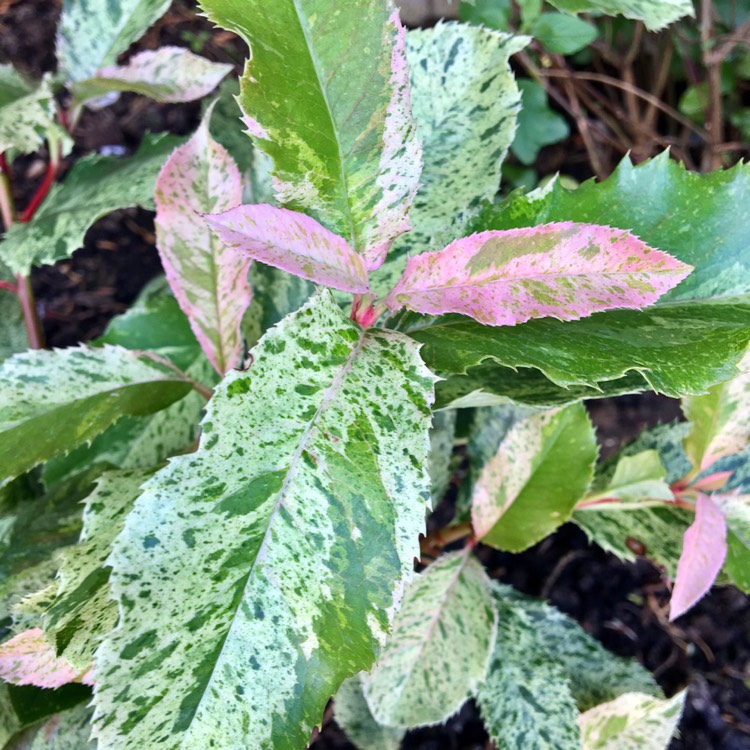 Plant image Photinia serratifolia 'Opl005' syn. Photinia serratifolia 'Pink Crispy'