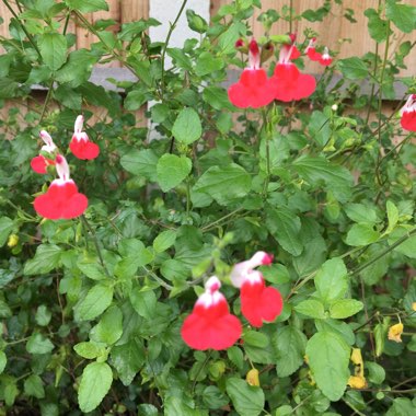 Salvia 'Hot Lips' syn. Salvia x jamensis 'Hot Lips', Salvia microphylla 'Hot Lips'