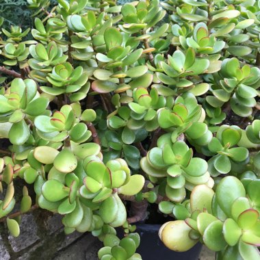 Crassula ovata syn. Crassula argentea, Crassula portulacea,Crassula obliqua,Crassula articulata,Crassula nitida,Crassula lucens.