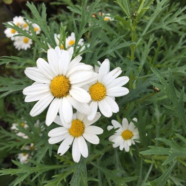Argyranthemum