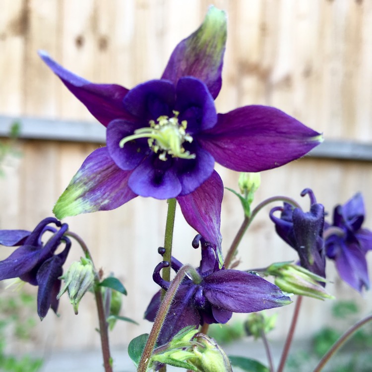 Plant image Aquilegia 'Origami Blue & White'