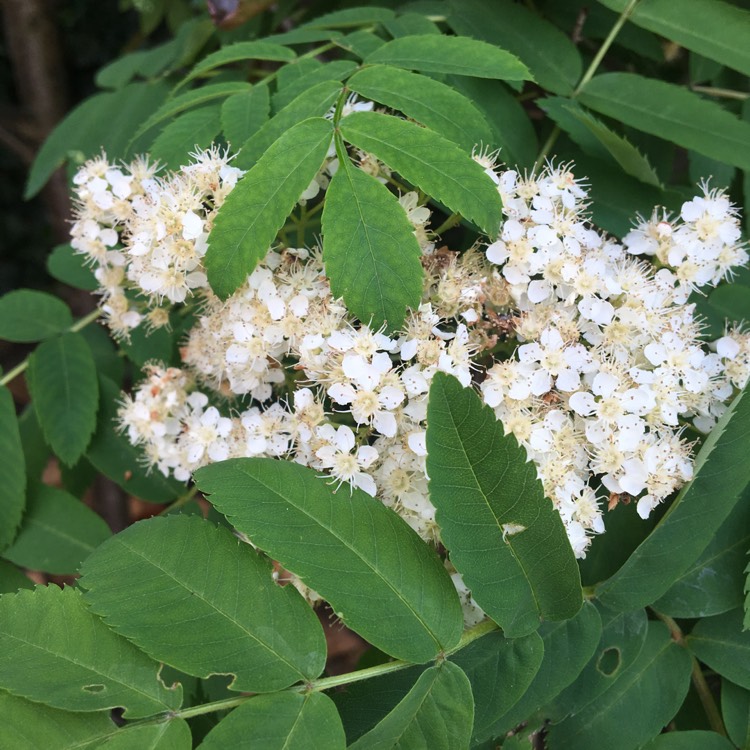 plant image 696333