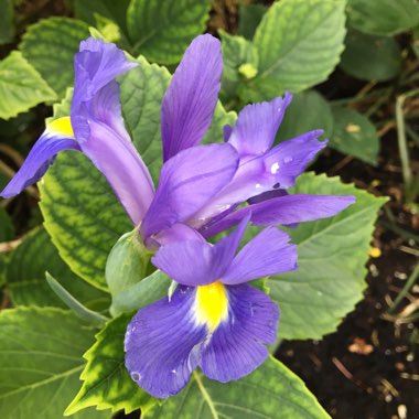 Iris x hollandica 'Blue Magic'