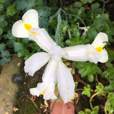 Iris x hollandica 'White Wedgewood'
