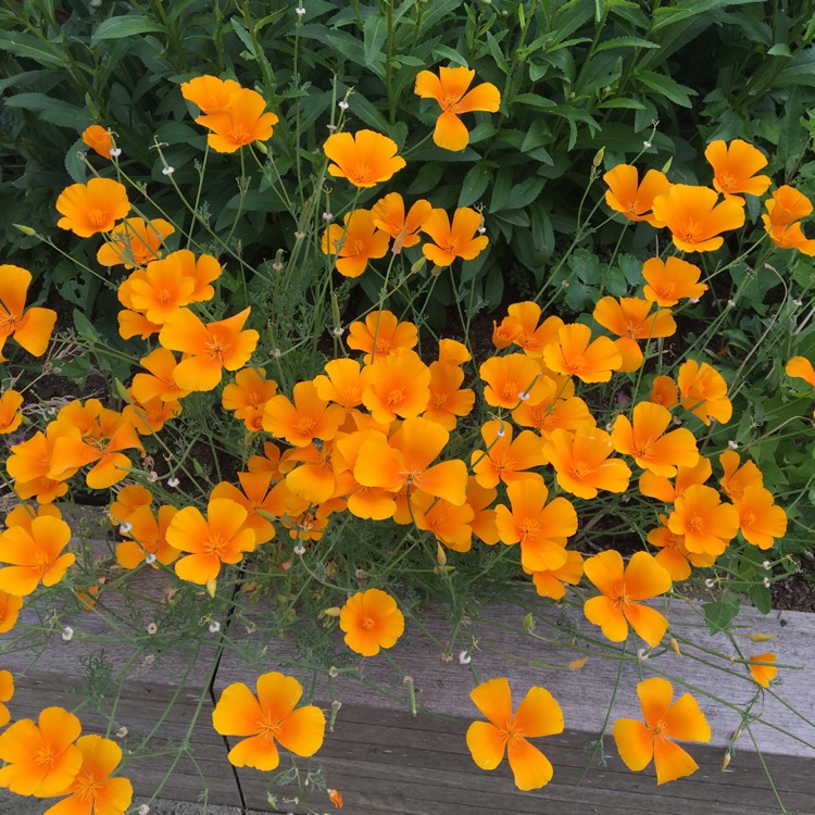 plant image 738324