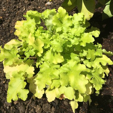 Heuchera 'Lime Marmalade'