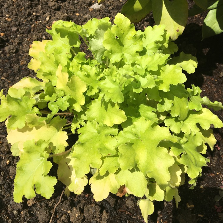 plant image 795014