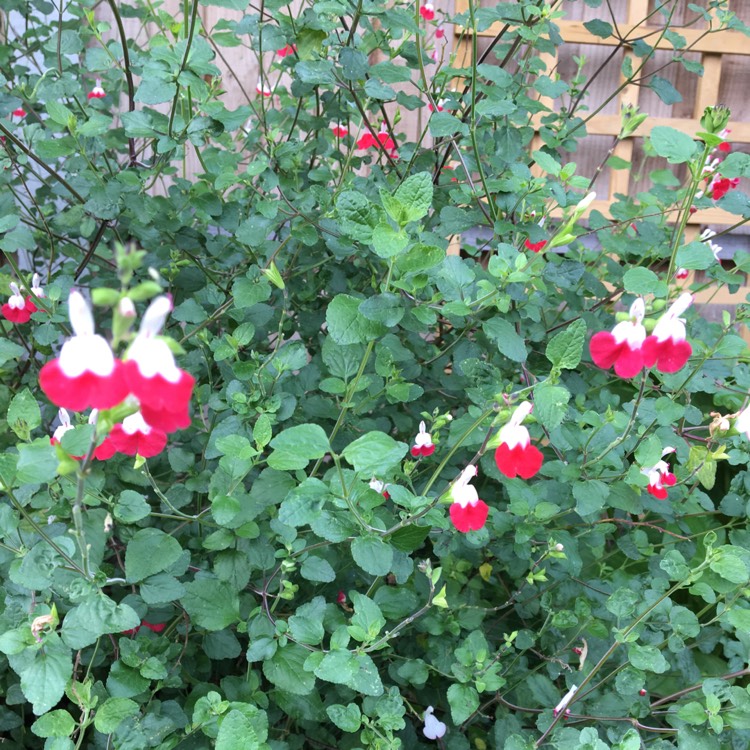plant image 844709 plant image 844709