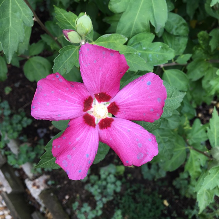plant image 844712 plant image 844712