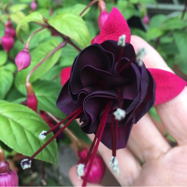 Fuchsia 'Lady In Black'