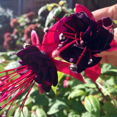 Fuchsia 'Lady In Black'