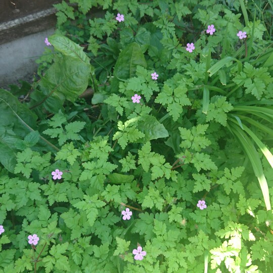 Herb-Robert
