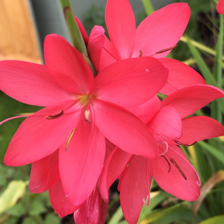 Plant image Hesperantha coccinea 'Oregon Sunset' syn. Schizostylis coccinea 'Oregon Sunset'